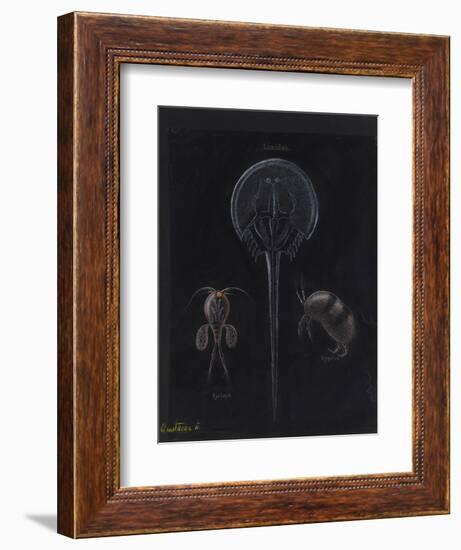 Crustacea-Philip Henry Gosse-Framed Giclee Print