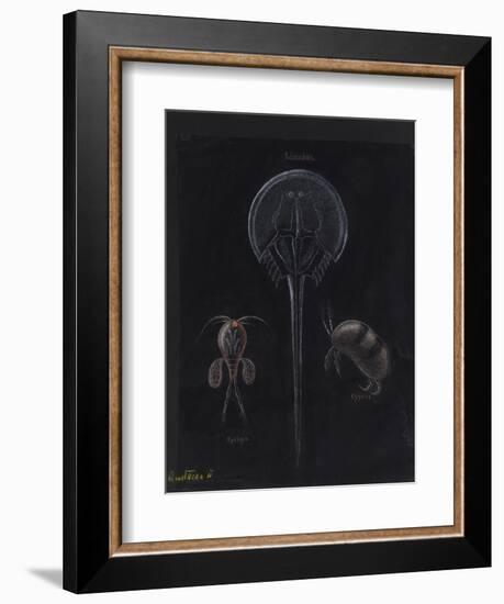 Crustacea-Philip Henry Gosse-Framed Giclee Print