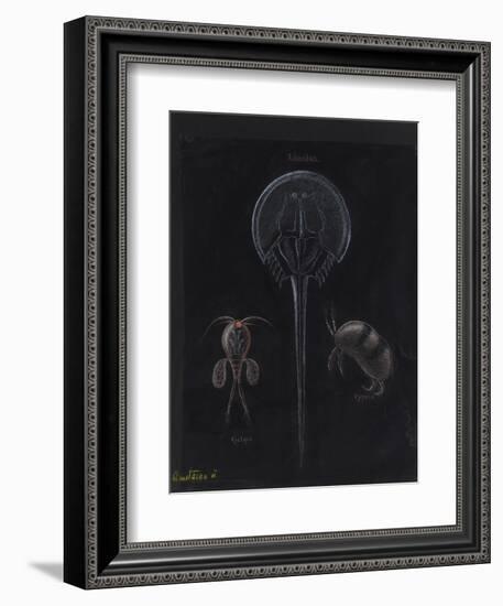 Crustacea-Philip Henry Gosse-Framed Giclee Print