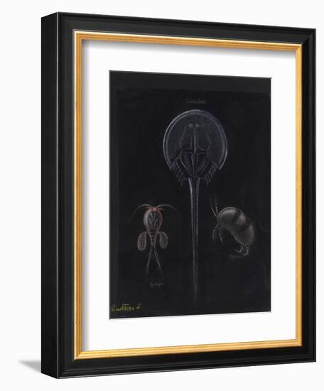 Crustacea-Philip Henry Gosse-Framed Giclee Print