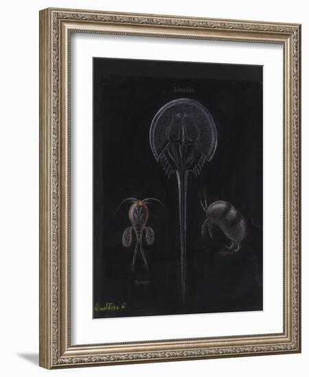 Crustacea-Philip Henry Gosse-Framed Giclee Print