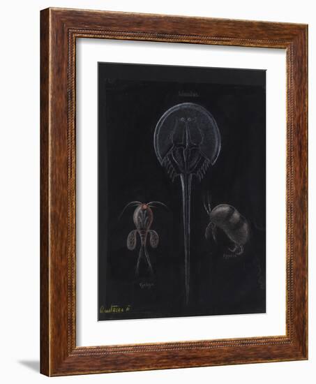 Crustacea-Philip Henry Gosse-Framed Giclee Print