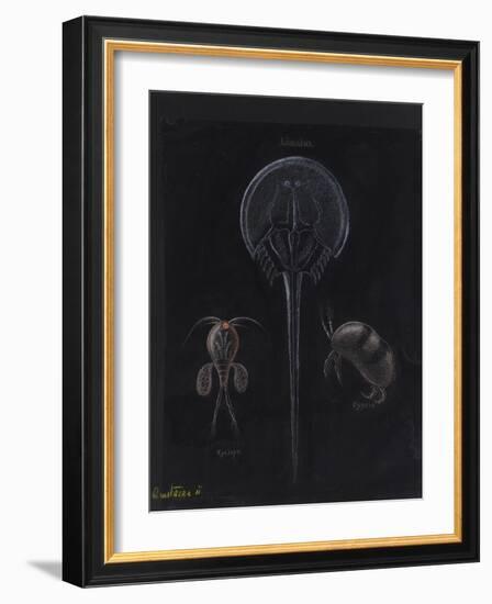 Crustacea-Philip Henry Gosse-Framed Giclee Print