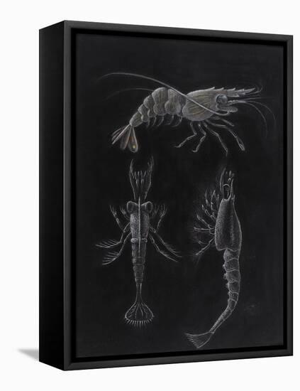 Crustacea-Philip Henry Gosse-Framed Premier Image Canvas