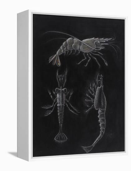 Crustacea-Philip Henry Gosse-Framed Premier Image Canvas