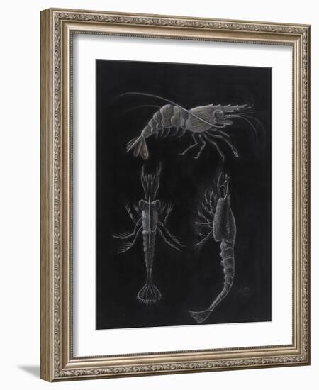 Crustacea-Philip Henry Gosse-Framed Giclee Print