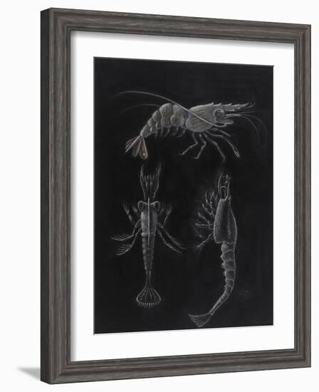 Crustacea-Philip Henry Gosse-Framed Giclee Print