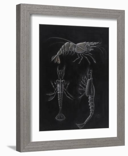 Crustacea-Philip Henry Gosse-Framed Giclee Print