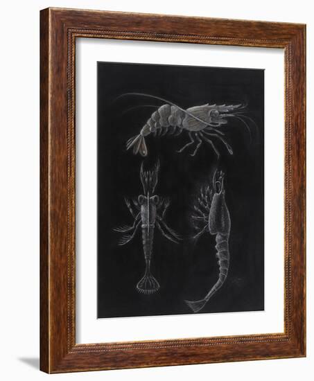 Crustacea-Philip Henry Gosse-Framed Giclee Print