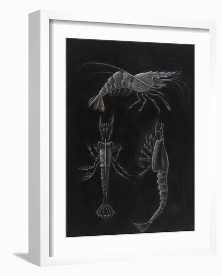 Crustacea-Philip Henry Gosse-Framed Giclee Print