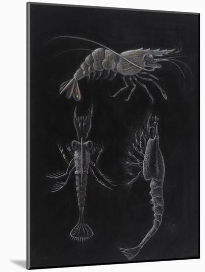 Crustacea-Philip Henry Gosse-Mounted Giclee Print