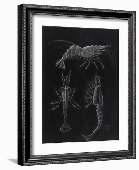 Crustacea-Philip Henry Gosse-Framed Giclee Print