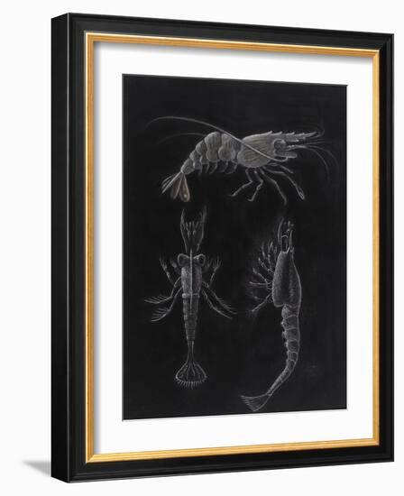 Crustacea-Philip Henry Gosse-Framed Giclee Print