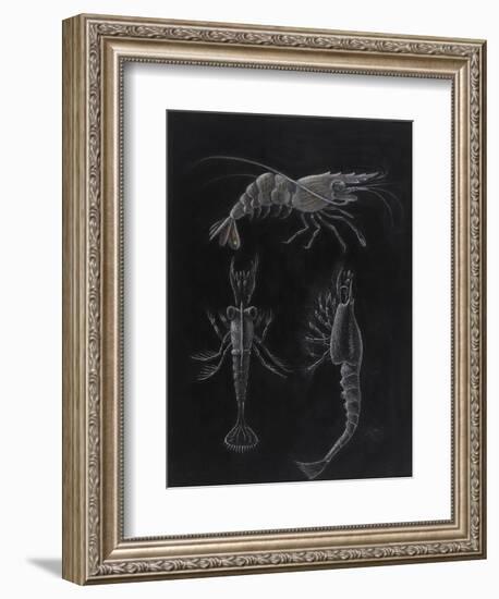 Crustacea-Philip Henry Gosse-Framed Giclee Print