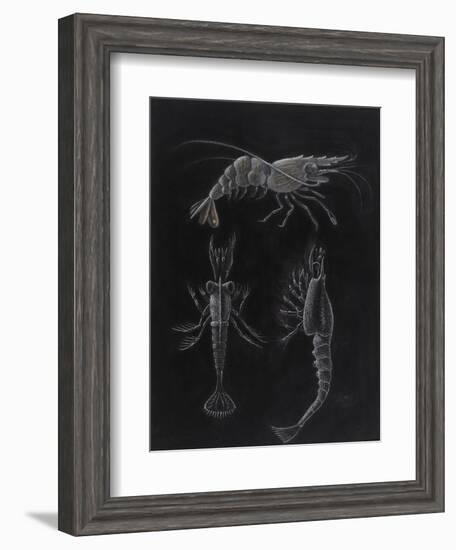 Crustacea-Philip Henry Gosse-Framed Giclee Print