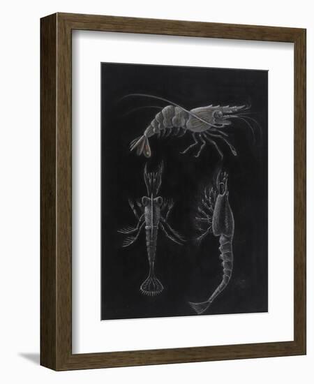 Crustacea-Philip Henry Gosse-Framed Giclee Print