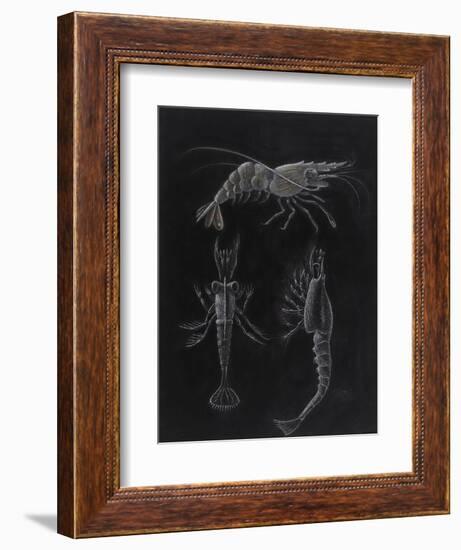 Crustacea-Philip Henry Gosse-Framed Giclee Print