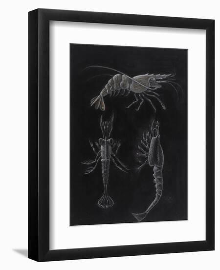 Crustacea-Philip Henry Gosse-Framed Giclee Print