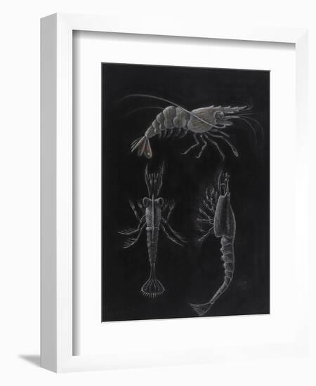 Crustacea-Philip Henry Gosse-Framed Giclee Print