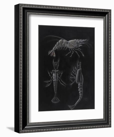 Crustacea-Philip Henry Gosse-Framed Giclee Print