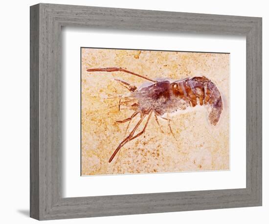 Crustacean Fossil from Solnhofen Limestone Formation-Naturfoto Honal-Framed Photographic Print