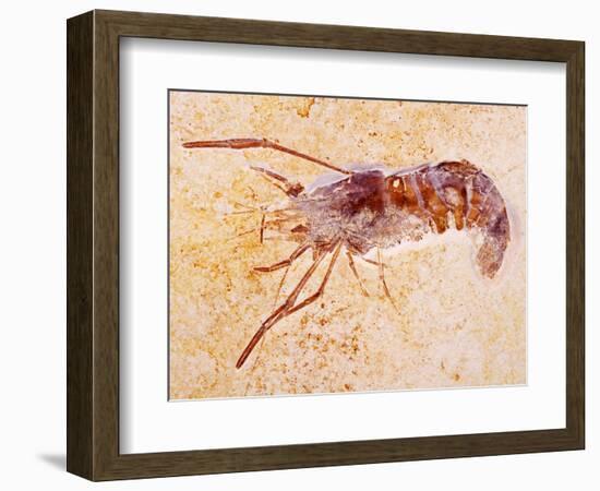 Crustacean Fossil from Solnhofen Limestone Formation-Naturfoto Honal-Framed Photographic Print