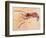 Crustacean Fossil from Solnhofen Limestone Formation-Naturfoto Honal-Framed Photographic Print