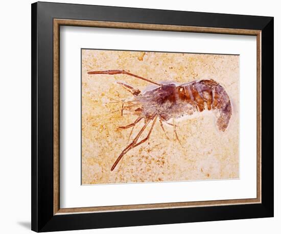 Crustacean Fossil from Solnhofen Limestone Formation-Naturfoto Honal-Framed Photographic Print