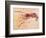 Crustacean Fossil from Solnhofen Limestone Formation-Naturfoto Honal-Framed Photographic Print