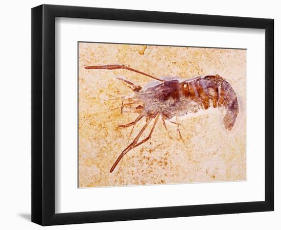 Crustacean Fossil from Solnhofen Limestone Formation-Naturfoto Honal-Framed Photographic Print