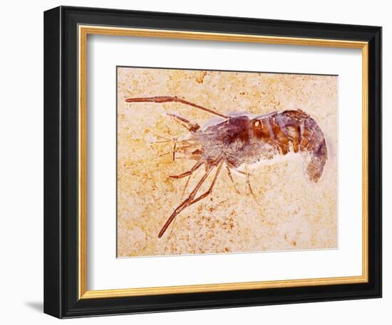 Crustacean Fossil from Solnhofen Limestone Formation-Naturfoto Honal-Framed Photographic Print