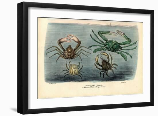 Crustaceans, 1863-79-Raimundo Petraroja-Framed Giclee Print