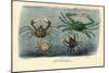 Crustaceans, 1863-79-Raimundo Petraroja-Mounted Giclee Print