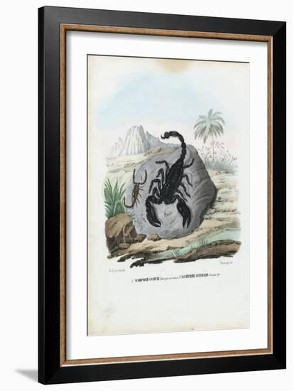 Crustaceans, 1863-79-Raimundo Petraroja-Framed Giclee Print