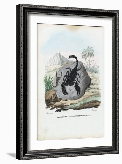 Crustaceans, 1863-79-Raimundo Petraroja-Framed Giclee Print