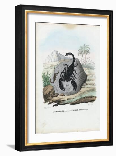 Crustaceans, 1863-79-Raimundo Petraroja-Framed Giclee Print