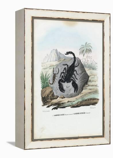 Crustaceans, 1863-79-Raimundo Petraroja-Framed Premier Image Canvas