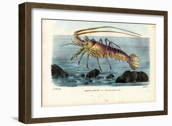 Crustaceans, 1863-79-Raimundo Petraroja-Framed Giclee Print