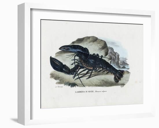 Crustaceans, 1863-79-Raimundo Petraroja-Framed Giclee Print