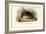 Crustaceans, 1863-79-Raimundo Petraroja-Framed Giclee Print