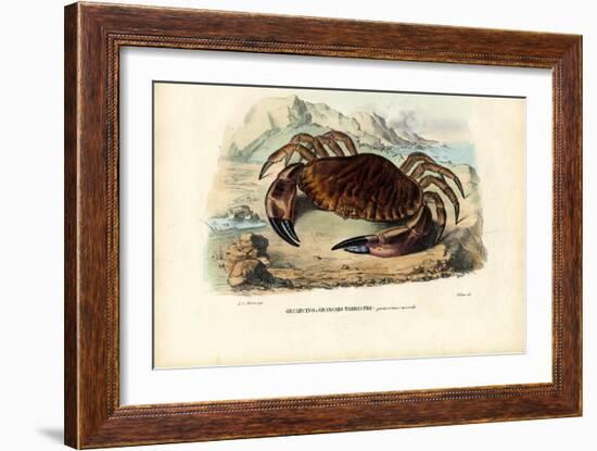 Crustaceans, 1863-79-Raimundo Petraroja-Framed Giclee Print