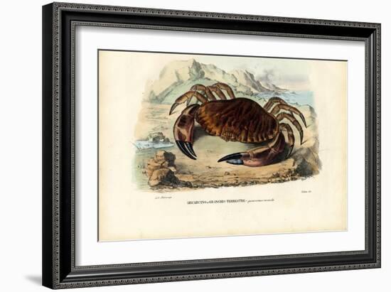 Crustaceans, 1863-79-Raimundo Petraroja-Framed Giclee Print