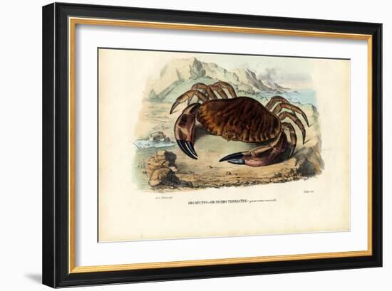 Crustaceans, 1863-79-Raimundo Petraroja-Framed Giclee Print