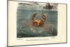 Crustaceans, 1863-79-Raimundo Petraroja-Mounted Giclee Print