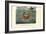 Crustaceans, 1863-79-Raimundo Petraroja-Framed Giclee Print