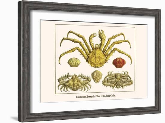 Crustaceans, Decapods, Elbow Crabs, Rock Crabs,-Albertus Seba-Framed Art Print