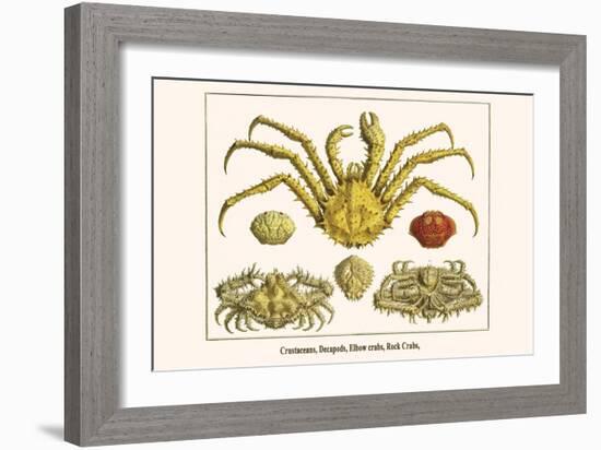 Crustaceans, Decapods, Elbow Crabs, Rock Crabs,-Albertus Seba-Framed Art Print