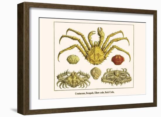 Crustaceans, Decapods, Elbow Crabs, Rock Crabs,-Albertus Seba-Framed Art Print