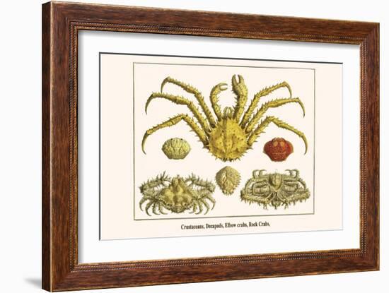 Crustaceans, Decapods, Elbow Crabs, Rock Crabs,-Albertus Seba-Framed Art Print