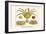 Crustaceans, Decapods, Elbow Crabs, Rock Crabs,-Albertus Seba-Framed Art Print